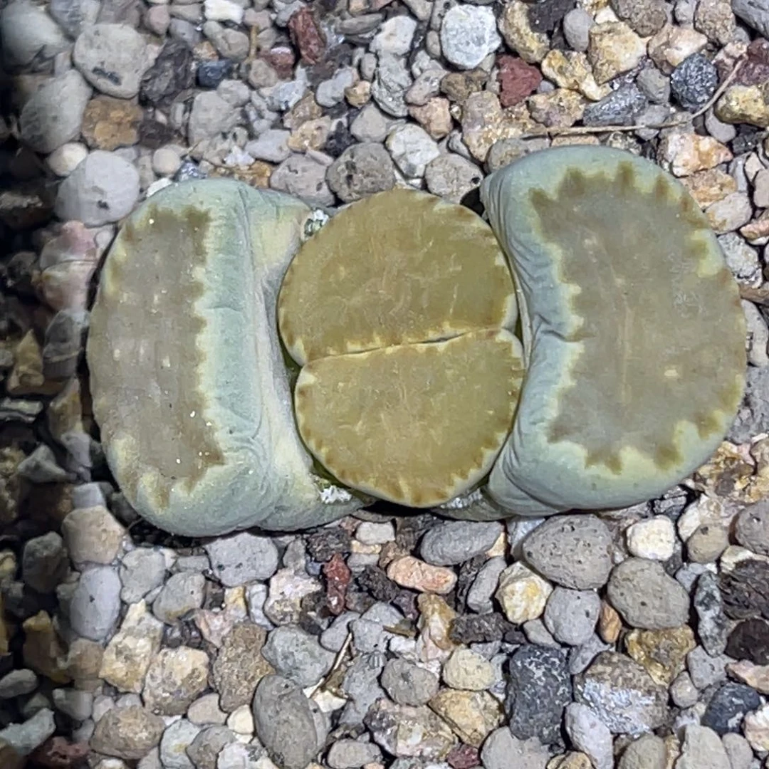6813柠檬饼干一颗