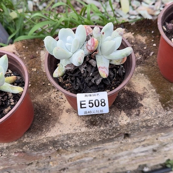 莫*林拇指哈哈哈哈哈哈哈多肉