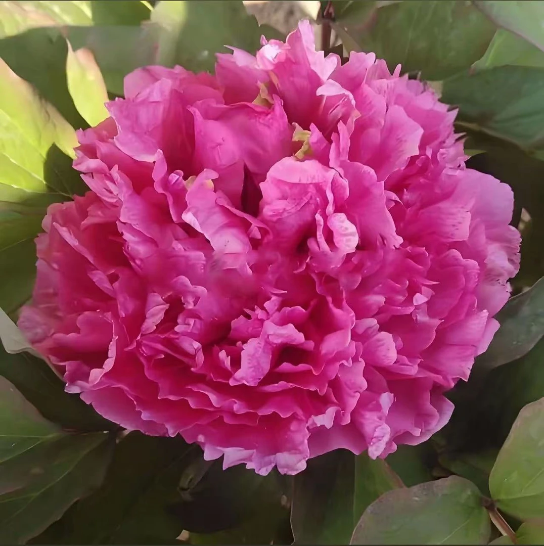 【精品15年老桩】精品老桩 菏泽基地直发带护心土现挖现发 南方开花