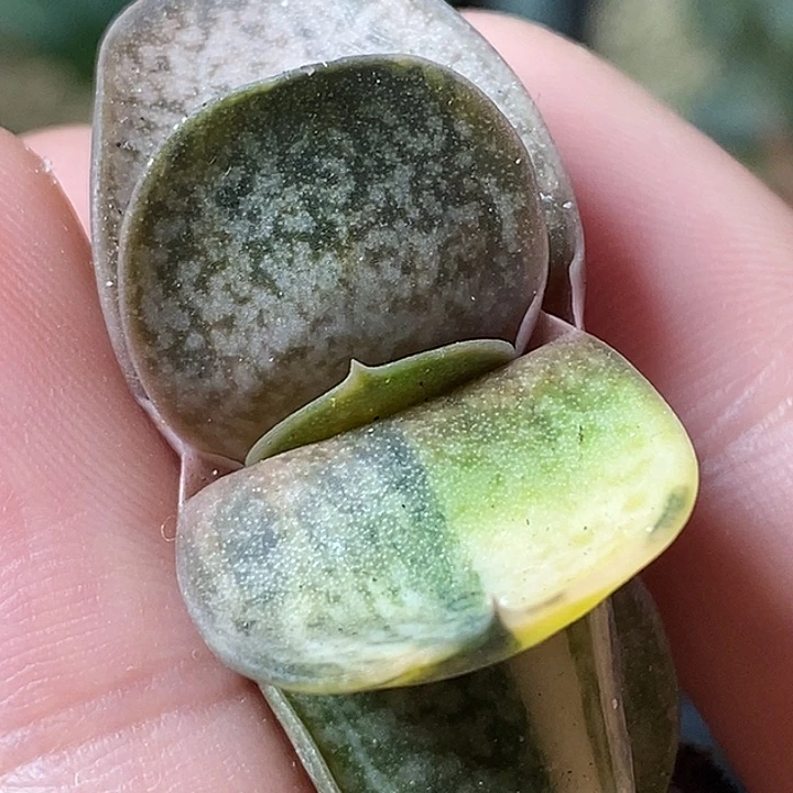 不带盆脱土裸根发货