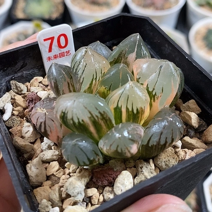 40水晶玉露锦一物一拍