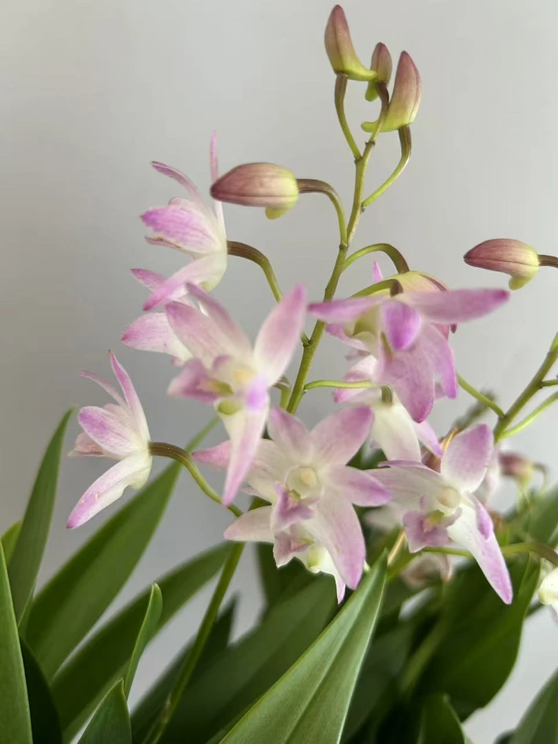 兰花 石斛兰 澳洲香水石斛  原盆原土发货