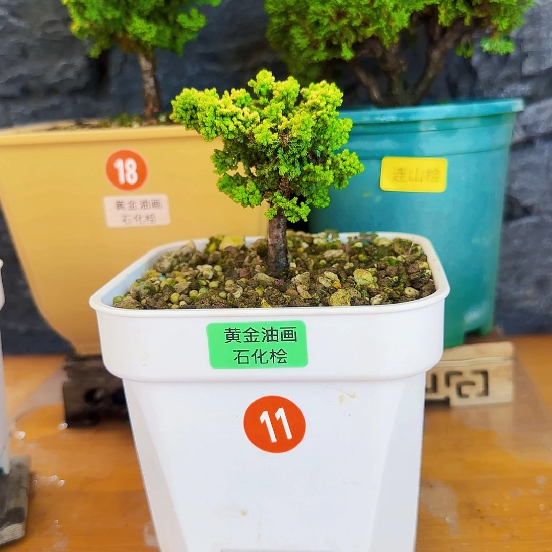 宇***帅无花朵黄金油画石化桧