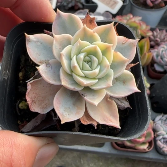 153皮氏锦多肉植物多