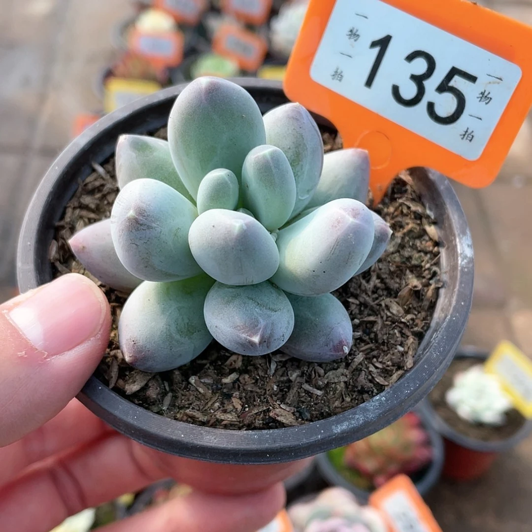 【闪购商品】135号