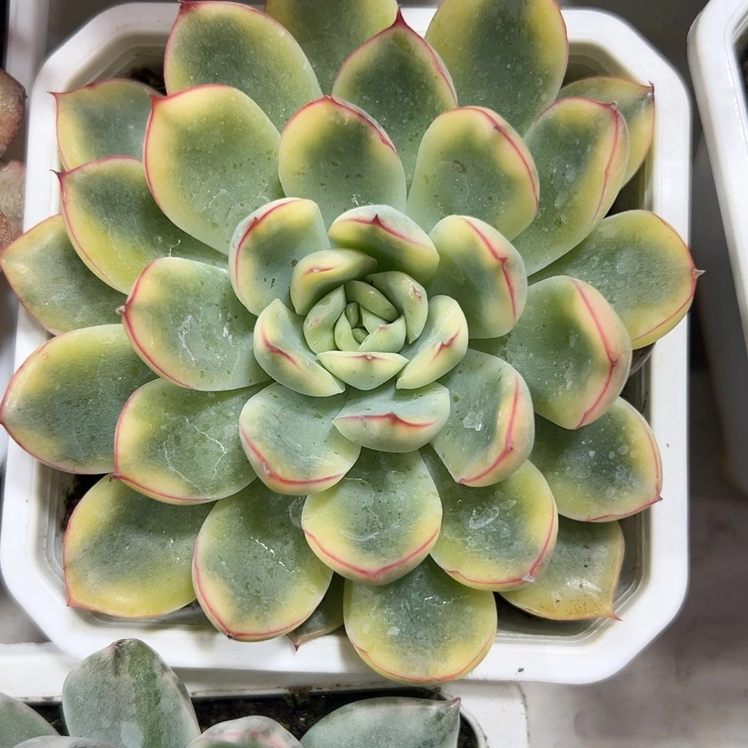 满38包荷花锦多肉植物