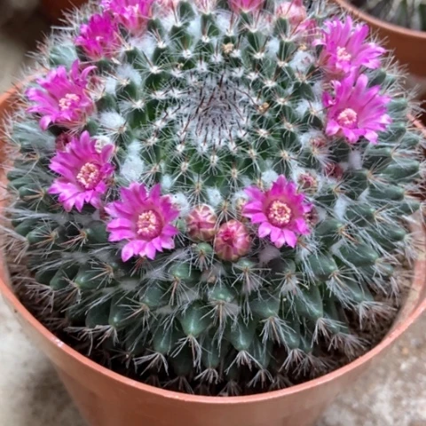 余温仙人球10米仙人球