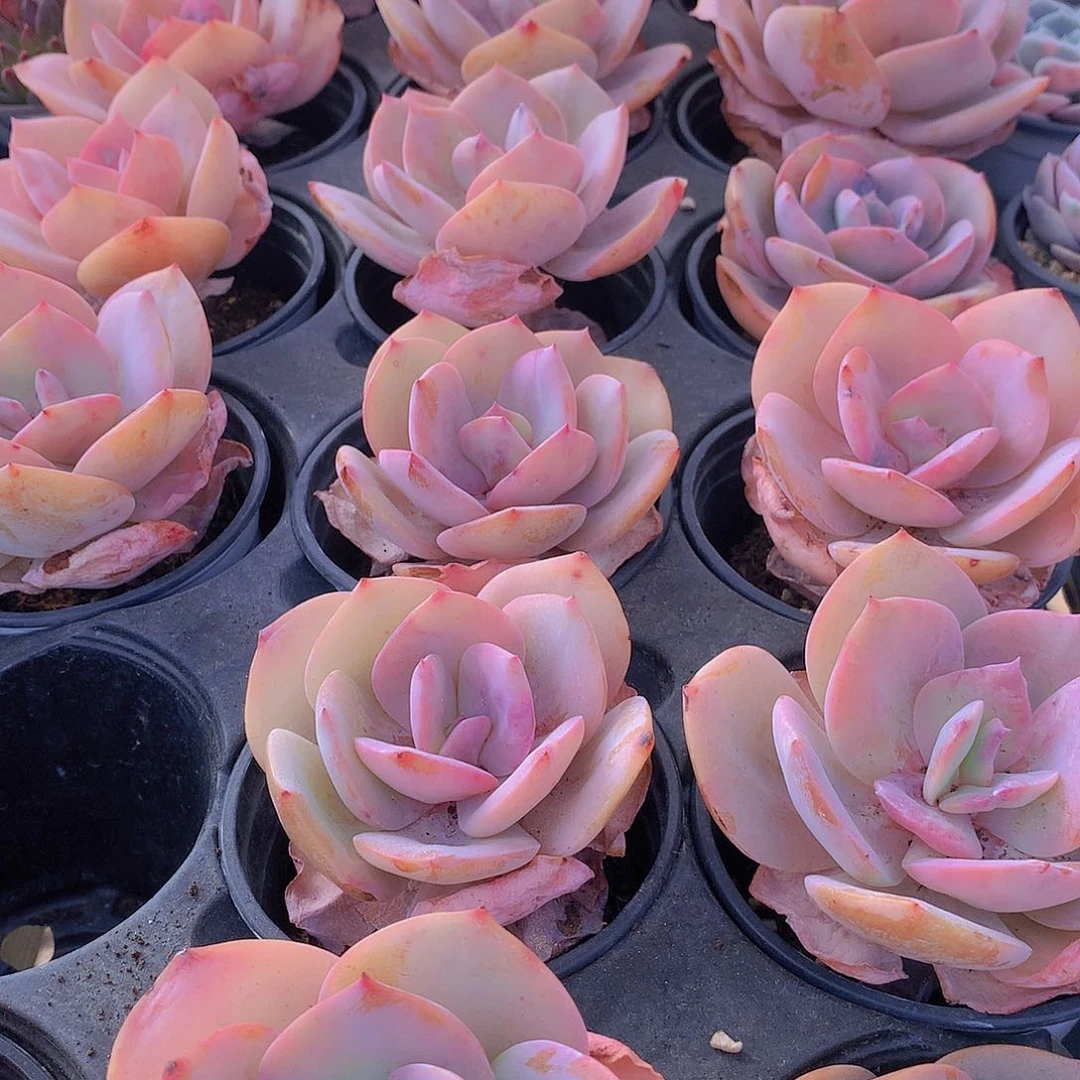 白凤24566788999999