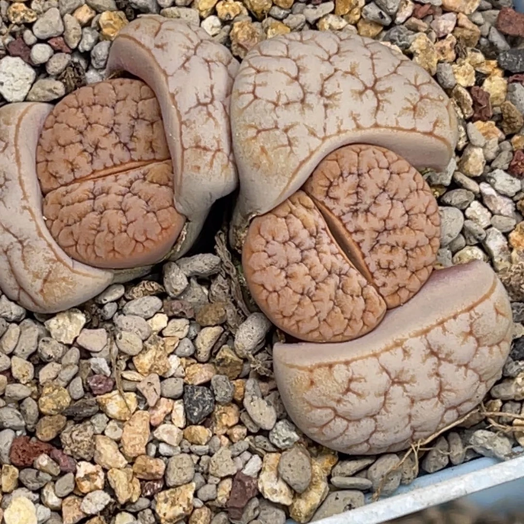 1764拿铁189睫毛凹凸