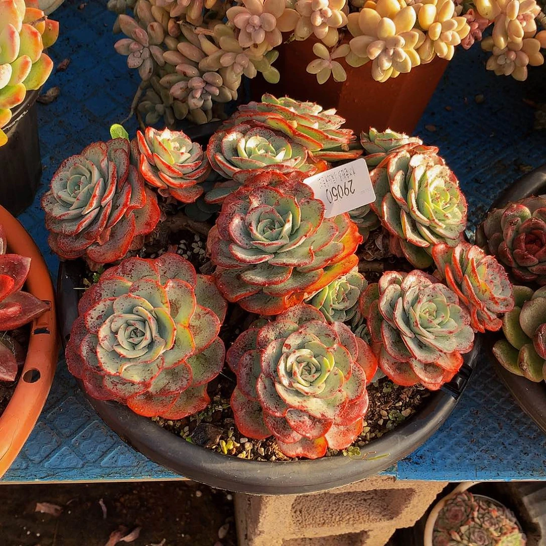 爱***在   奶油黄桃多肉29050