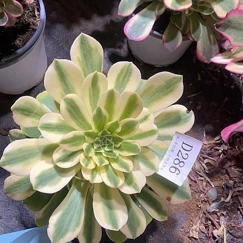 286辛尼亚多肉法师锦