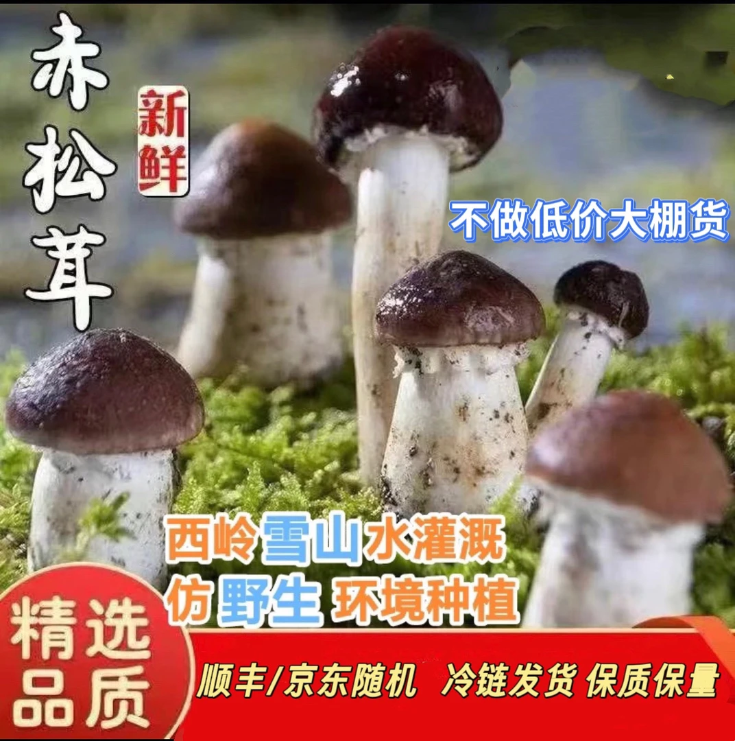 顺丰/京东 不做低价大棚货高原新鲜赤松茸 新鲜蘑菇姬松茸