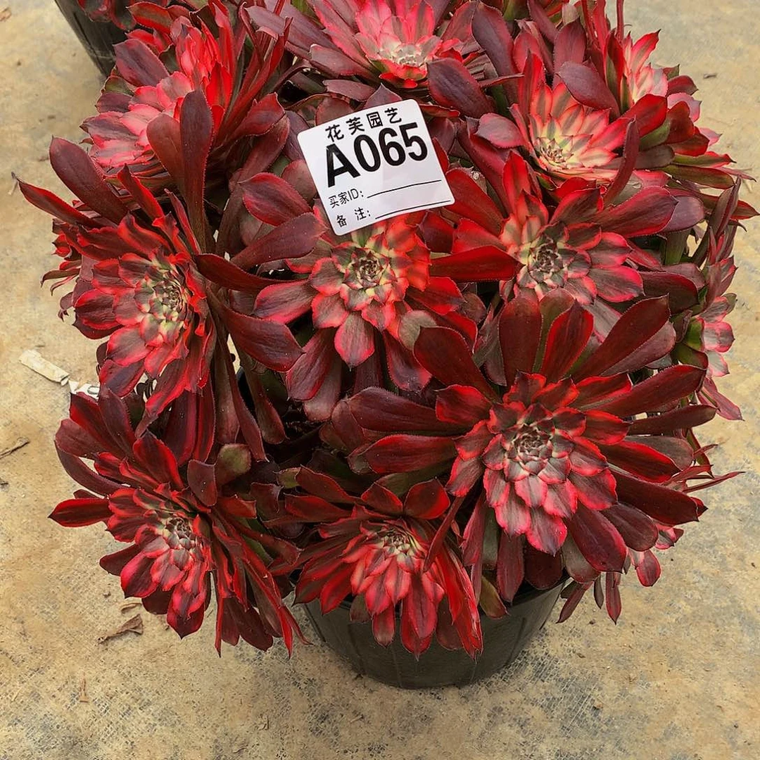 065多肉法师血迹