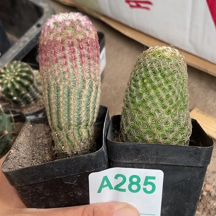 当前无花栽培后可以开花285仙人球开花植物