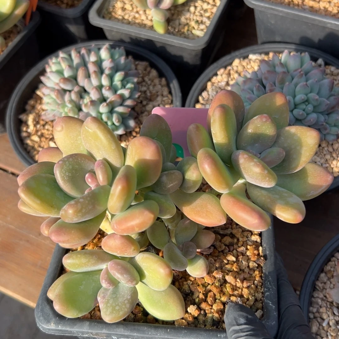 飘枝芒果奶1111111111111111