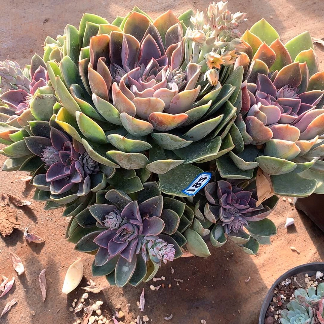 581紫气东来 一物一拍多肉