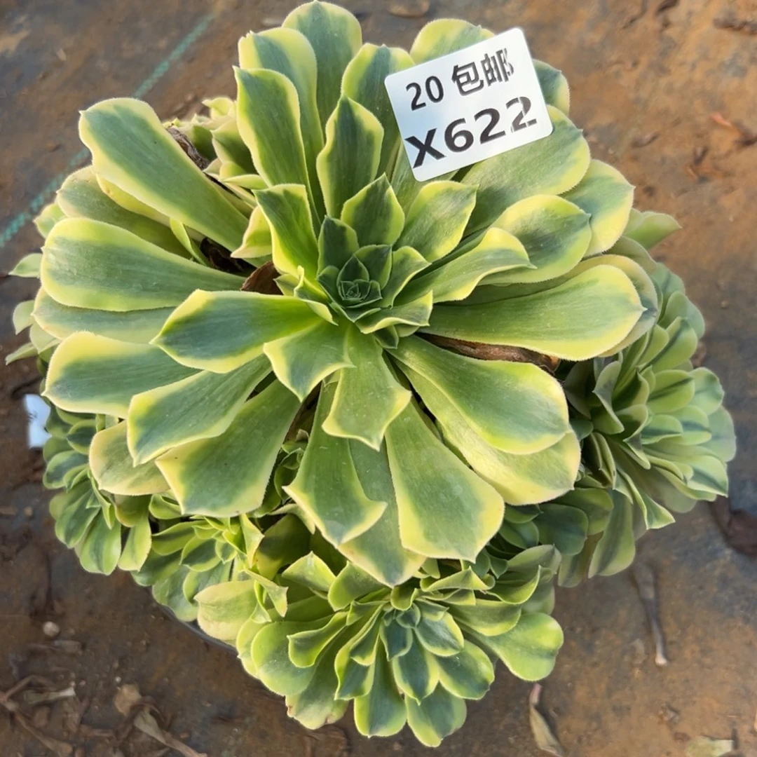 622绿豆沙，满20包邮嘟叮熊
