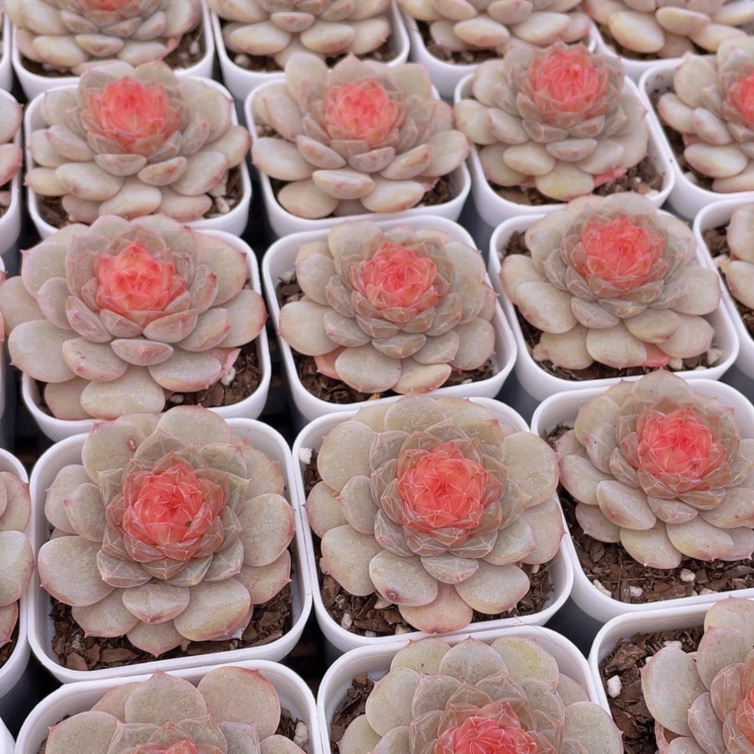 量拍1号 青盏珍妮单头2个