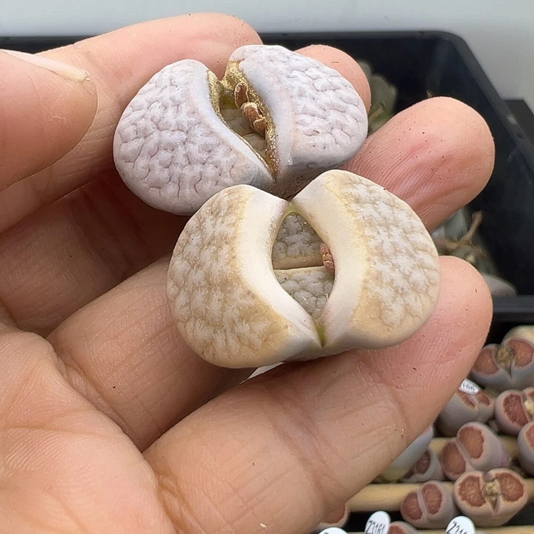 弦**雪3196清货价格不作参考