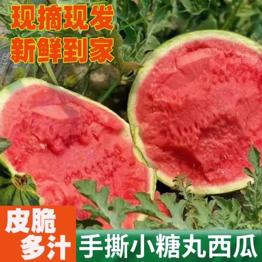【顺丰包邮 现摘】早春红玉小西瓜脆甜皮薄手撕西瓜小糖丸西瓜