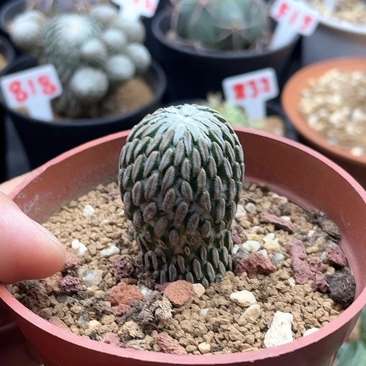 精巧丸仙人球多肉