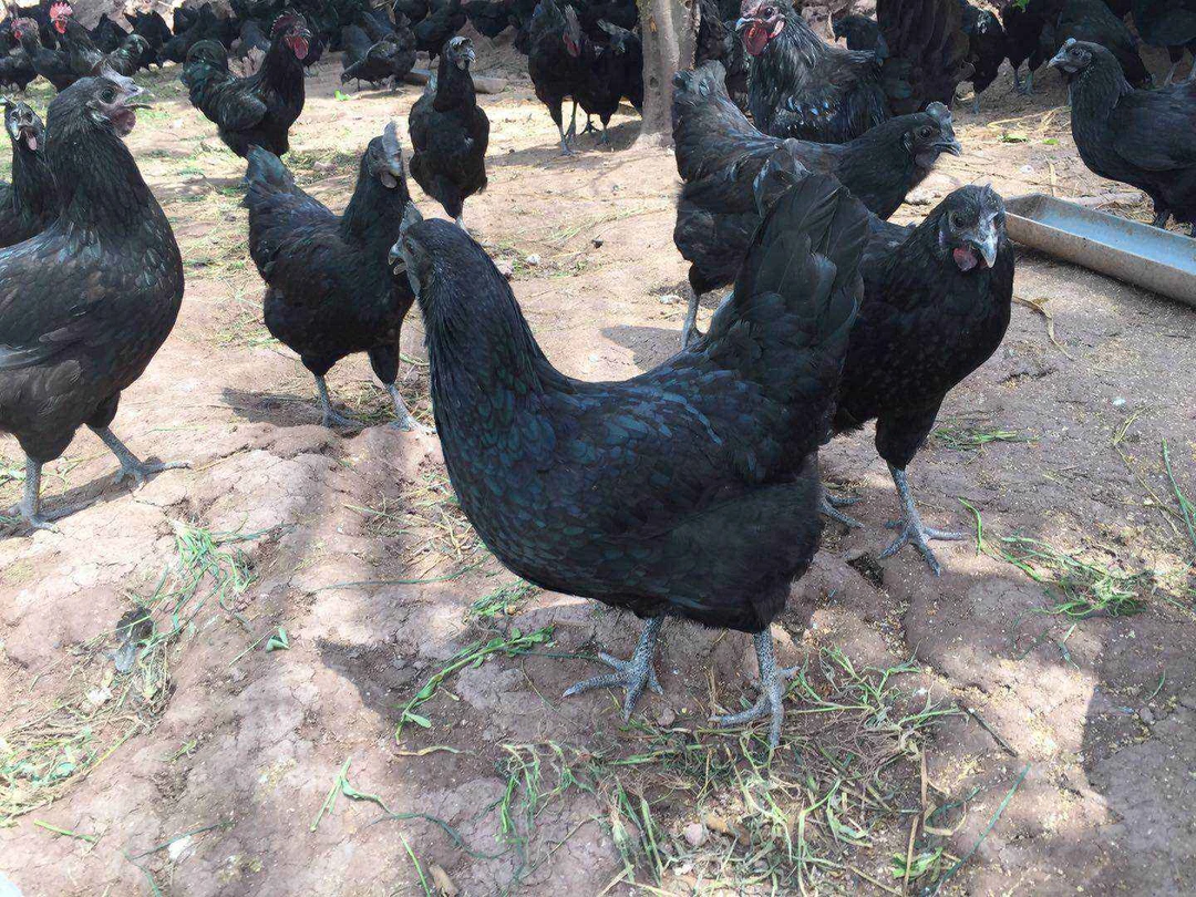 散养乌骨鸡整鸡 低温肉制品 鲜嫩发货