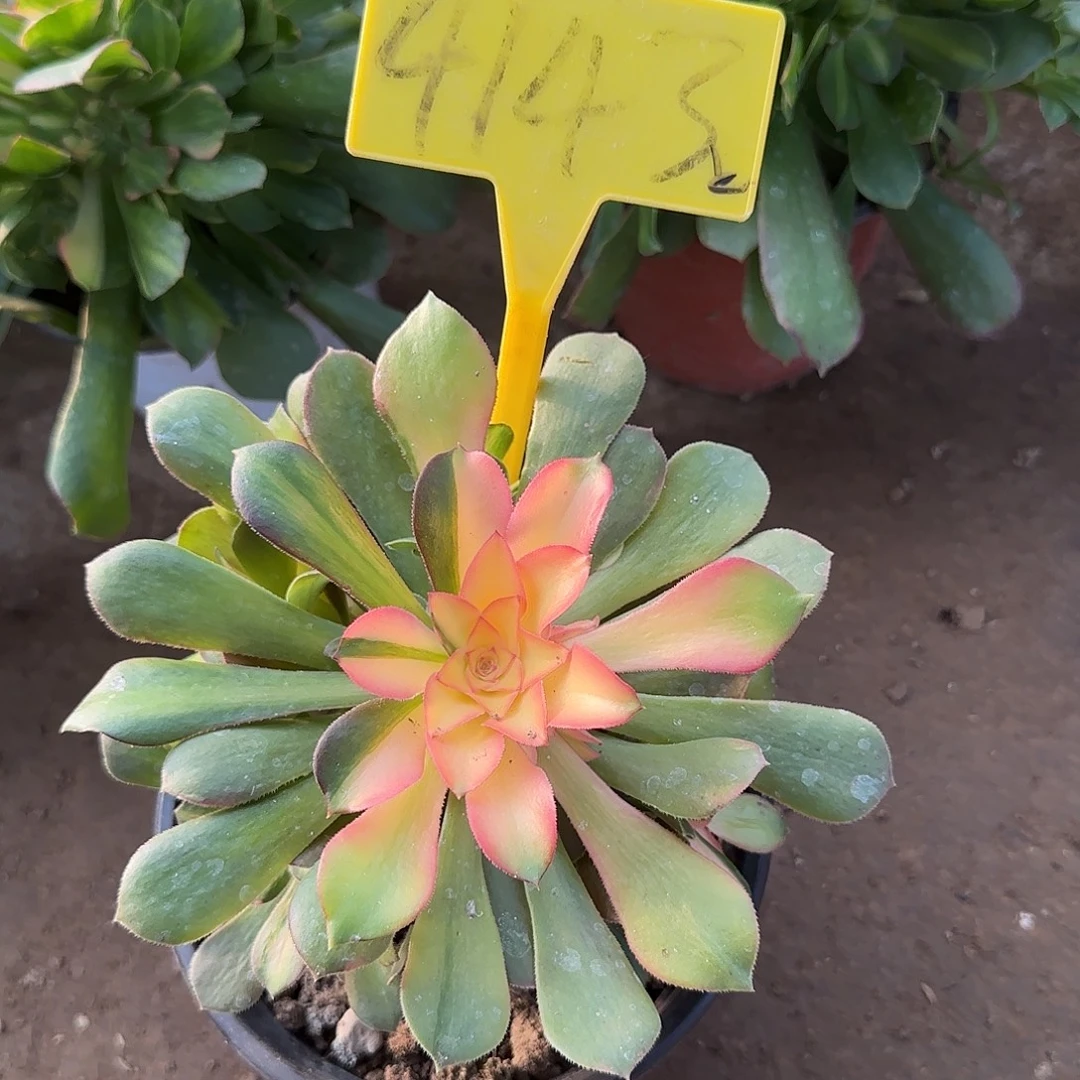 4143--流星雨多头多肉