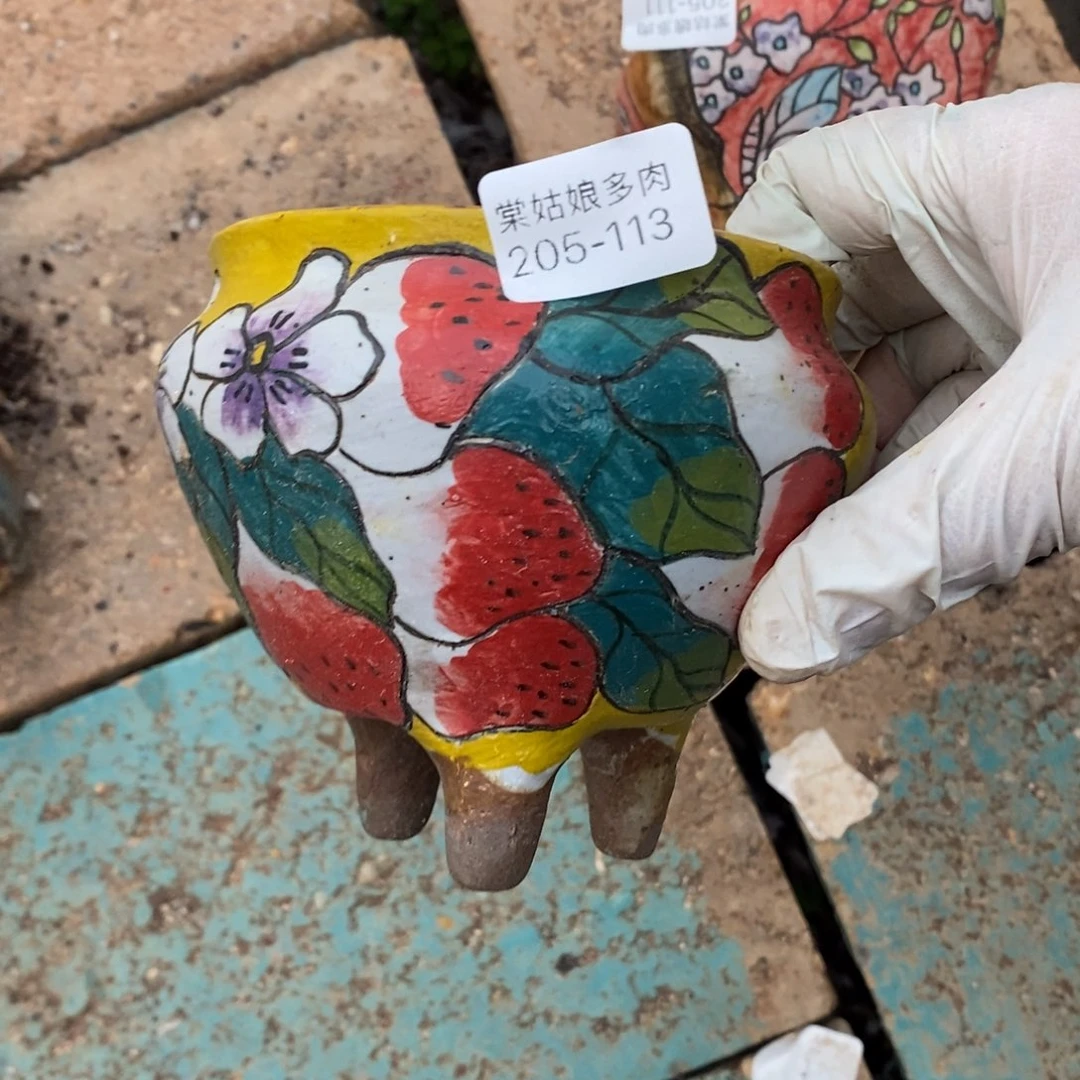 荣113号多肉盆一个呀