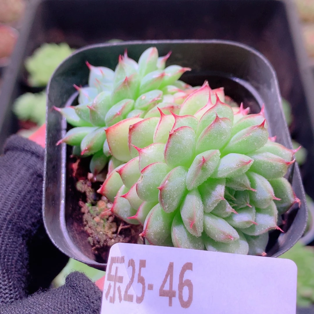 乐然25-46 海王双头