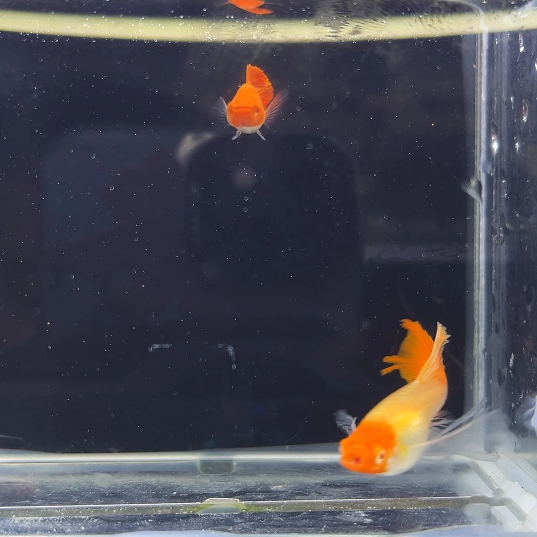 孔雀鱼30红头一对大鱼