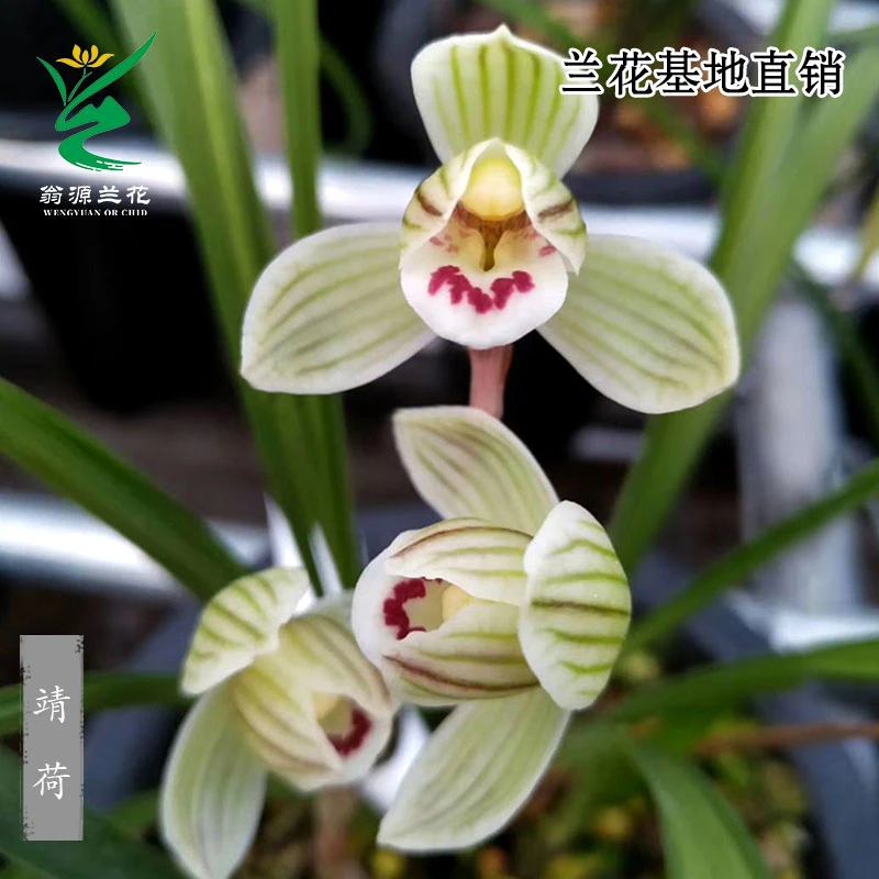 翁源兰花喜花里正品莲瓣兰老种靖荷正格荷瓣开花浓香好养绿植花卉