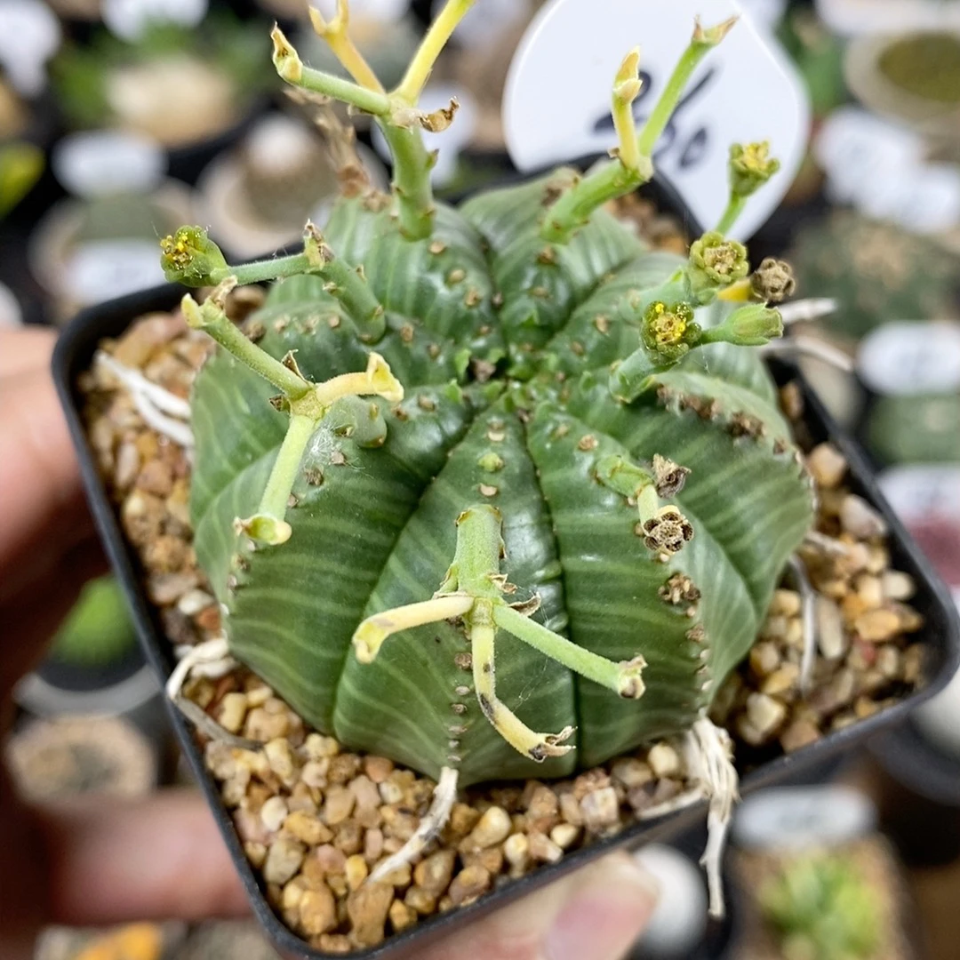 仙人球块根一物一拍 260号实生法丽达大戟5.5cm