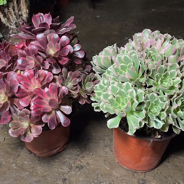 多肉植物法师2颗8