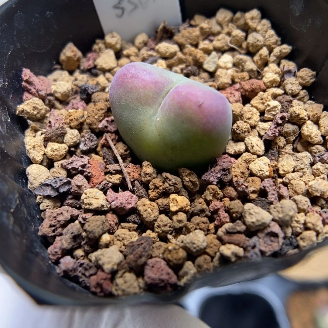 多肉植物肉锥杂交K-459