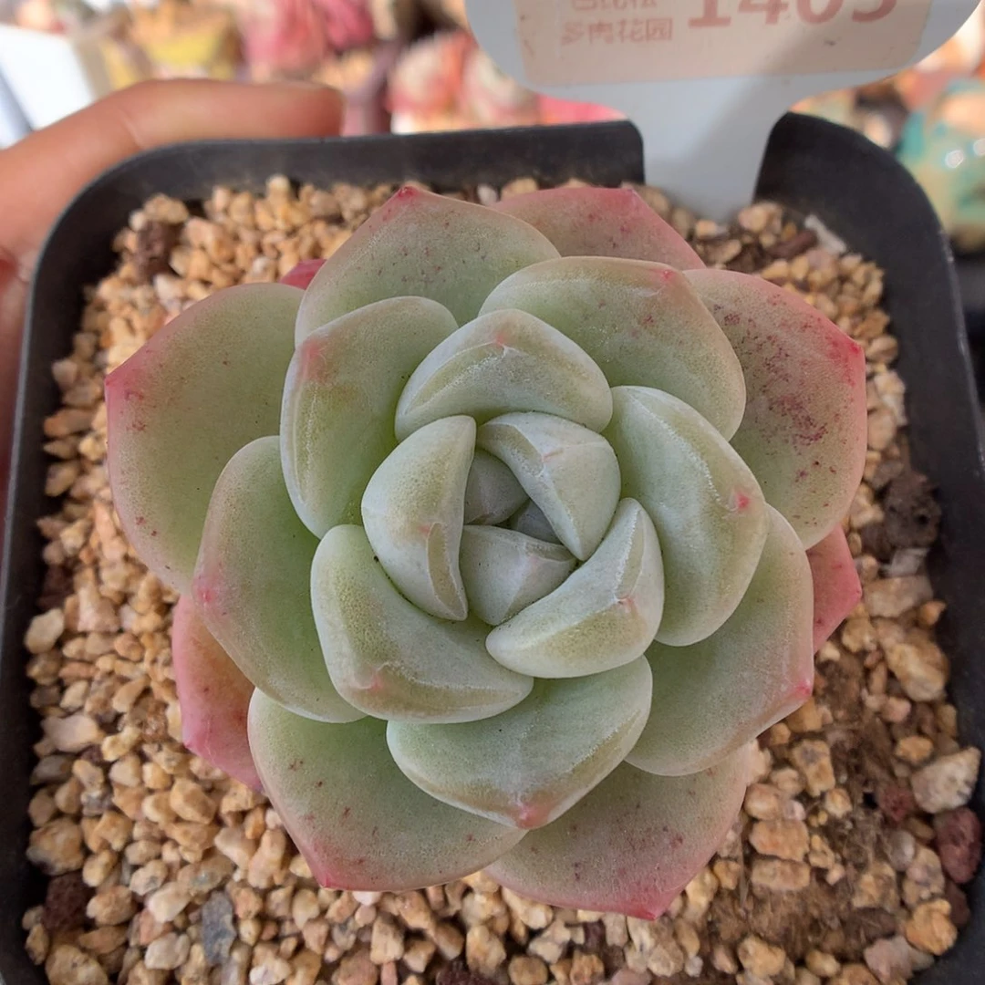 1405老桩冰玉多肉植物