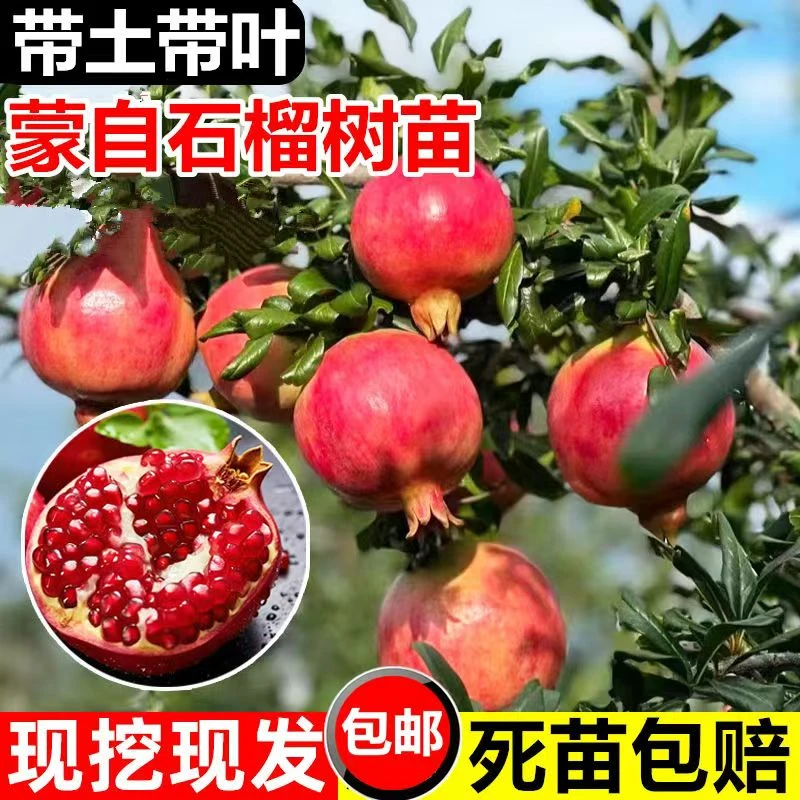 特大石榴树树苗突尼斯软籽石榴苗地栽庭院果树带土无籽甜石榴树苗
