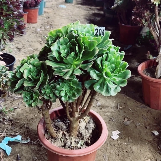 204绿羊绒老桩法师