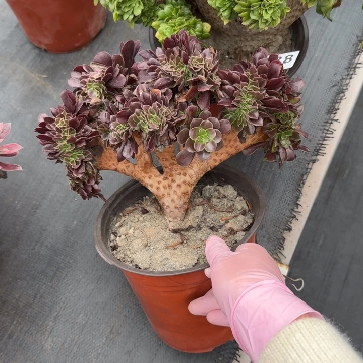英***亮多肉植物提取技术288