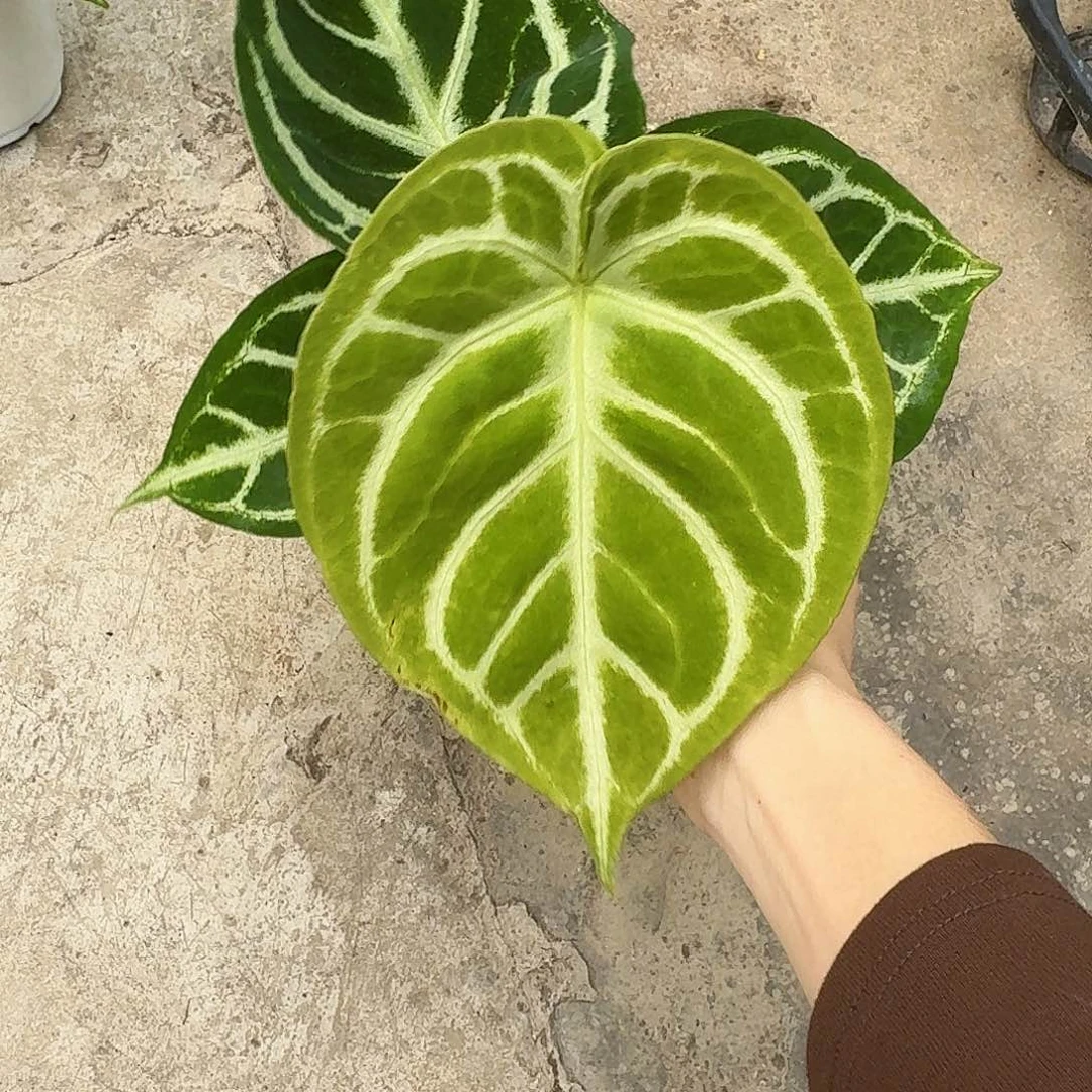 ****完全开放一物一拍p44