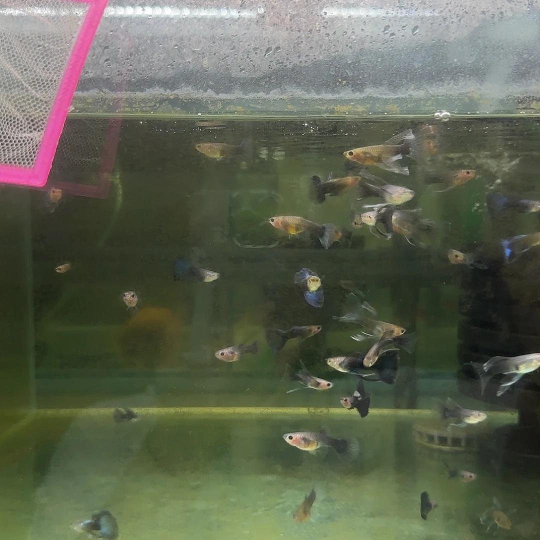 孔雀鱼B014长公10条随机