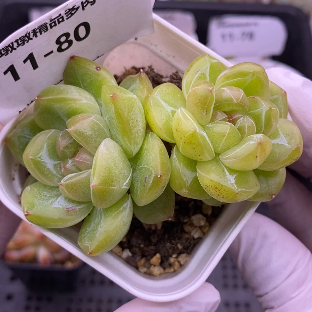 【闪购商品】11-80钻石