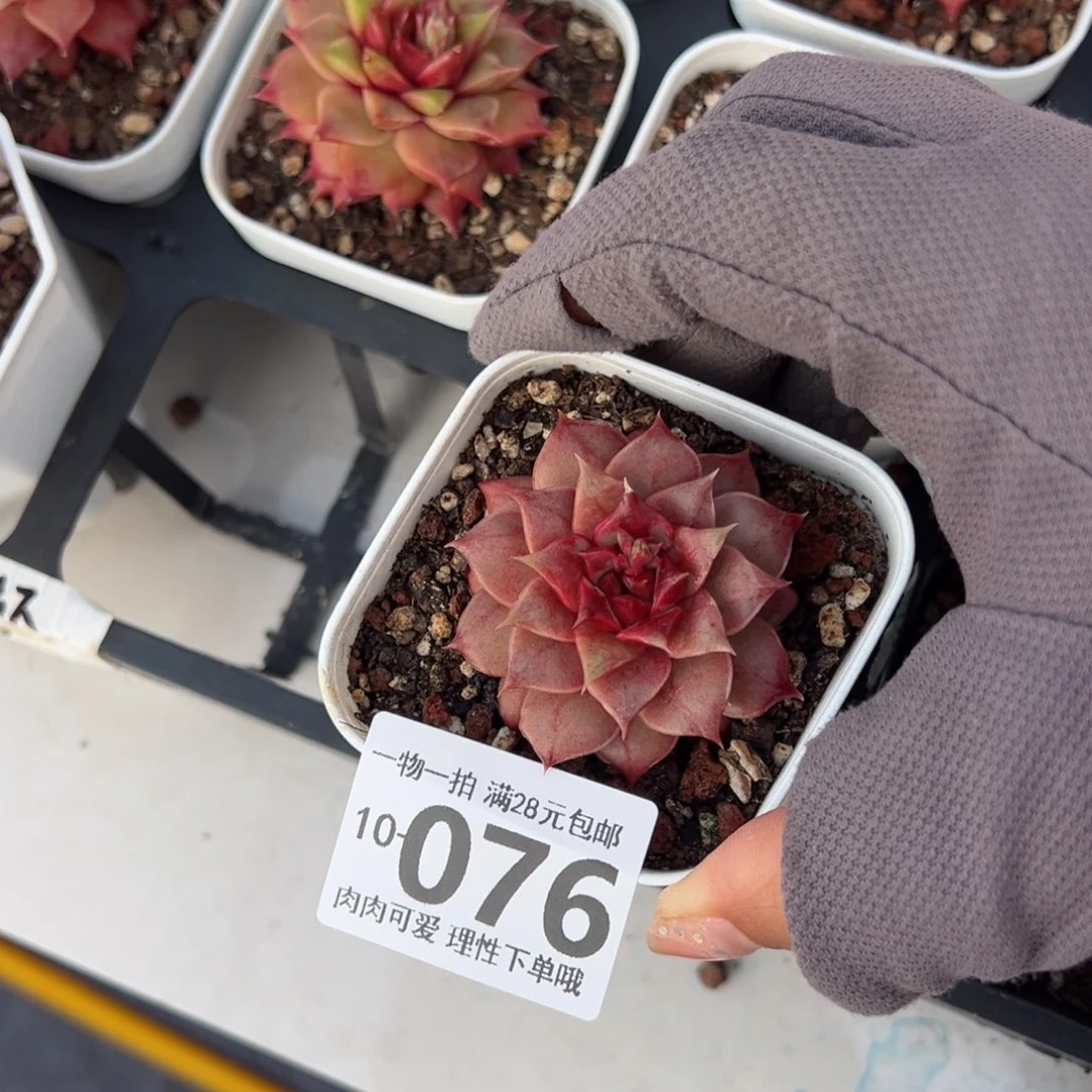 糖心皮皮虾多肉多肉多肉多肉