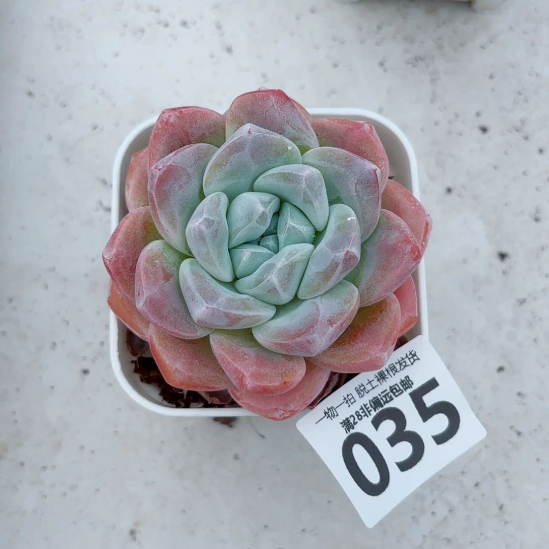 冰玉单头多肉多肉多肉多肉