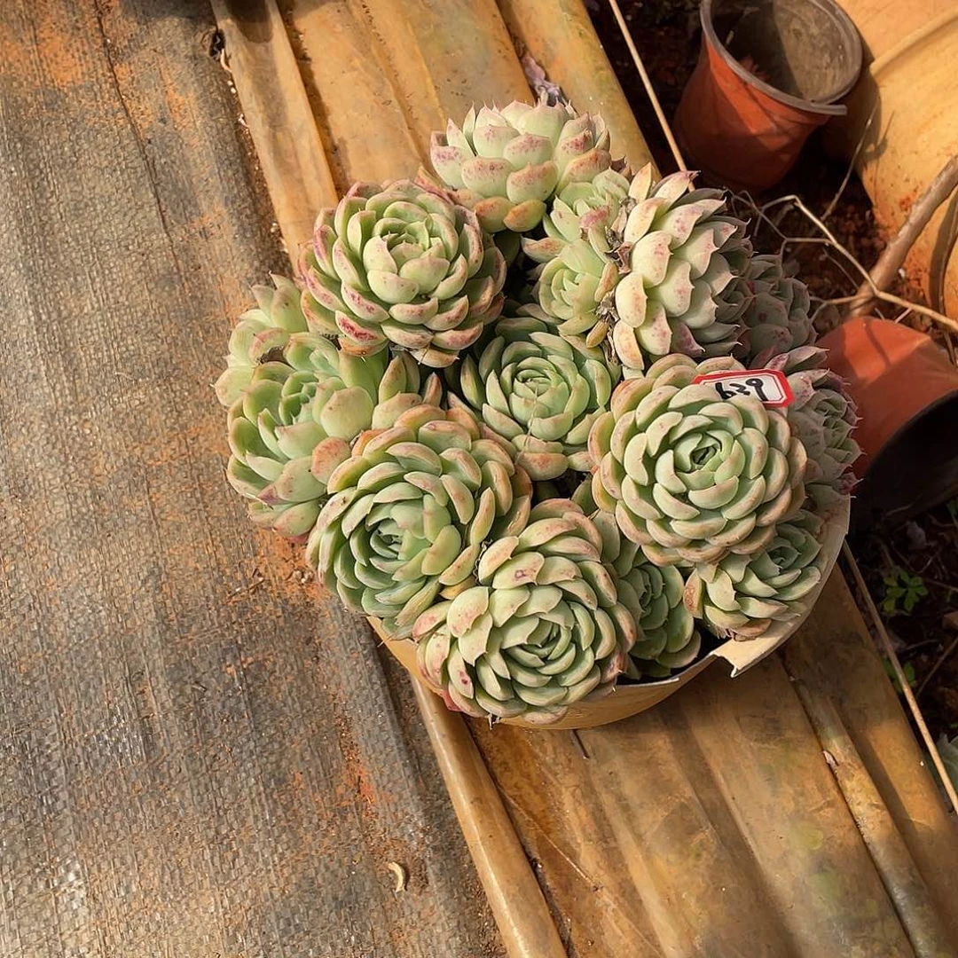 639草莓冰 一物一拍多肉