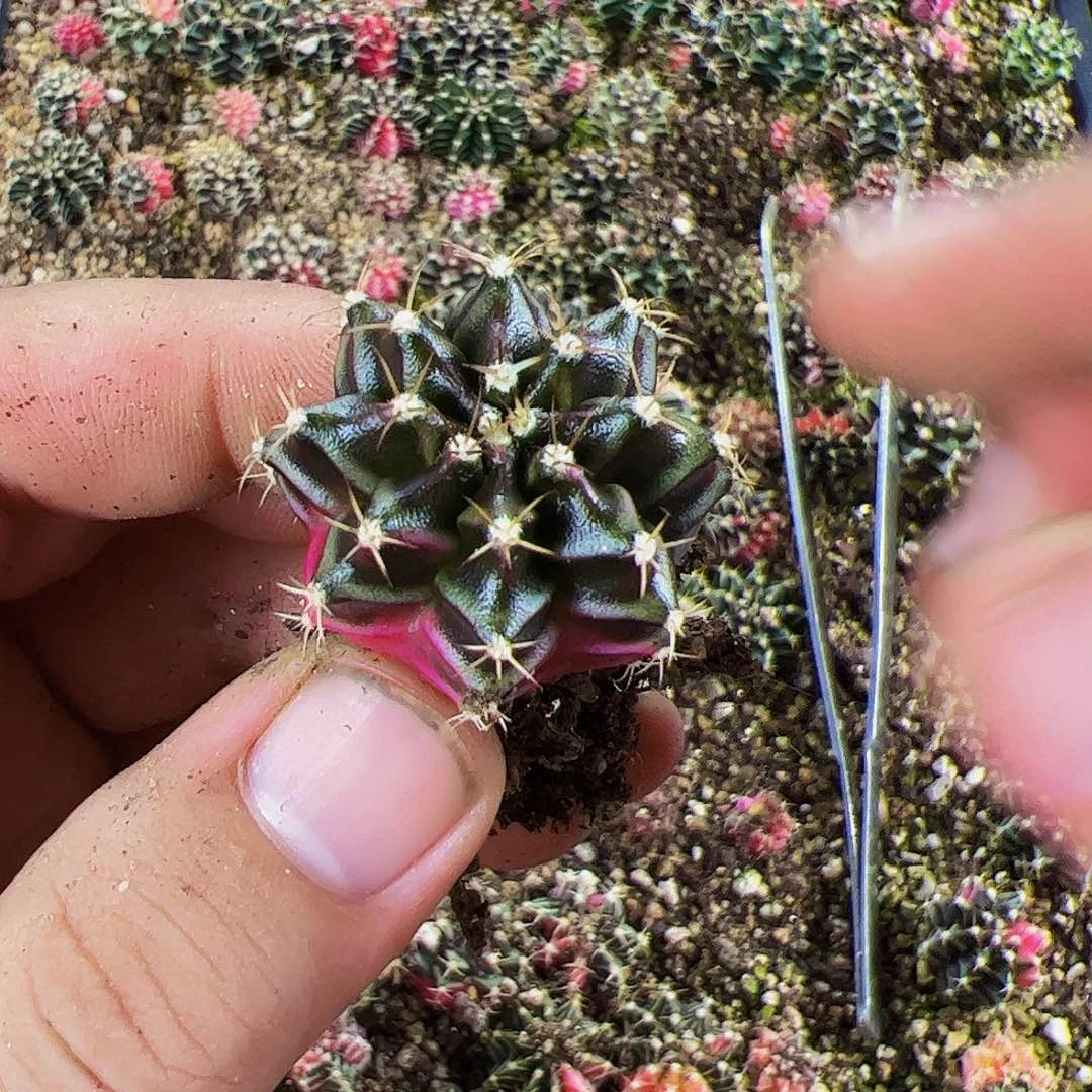 当前无花栽培后可以开花403