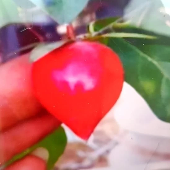 无花朵寿桃根培苗