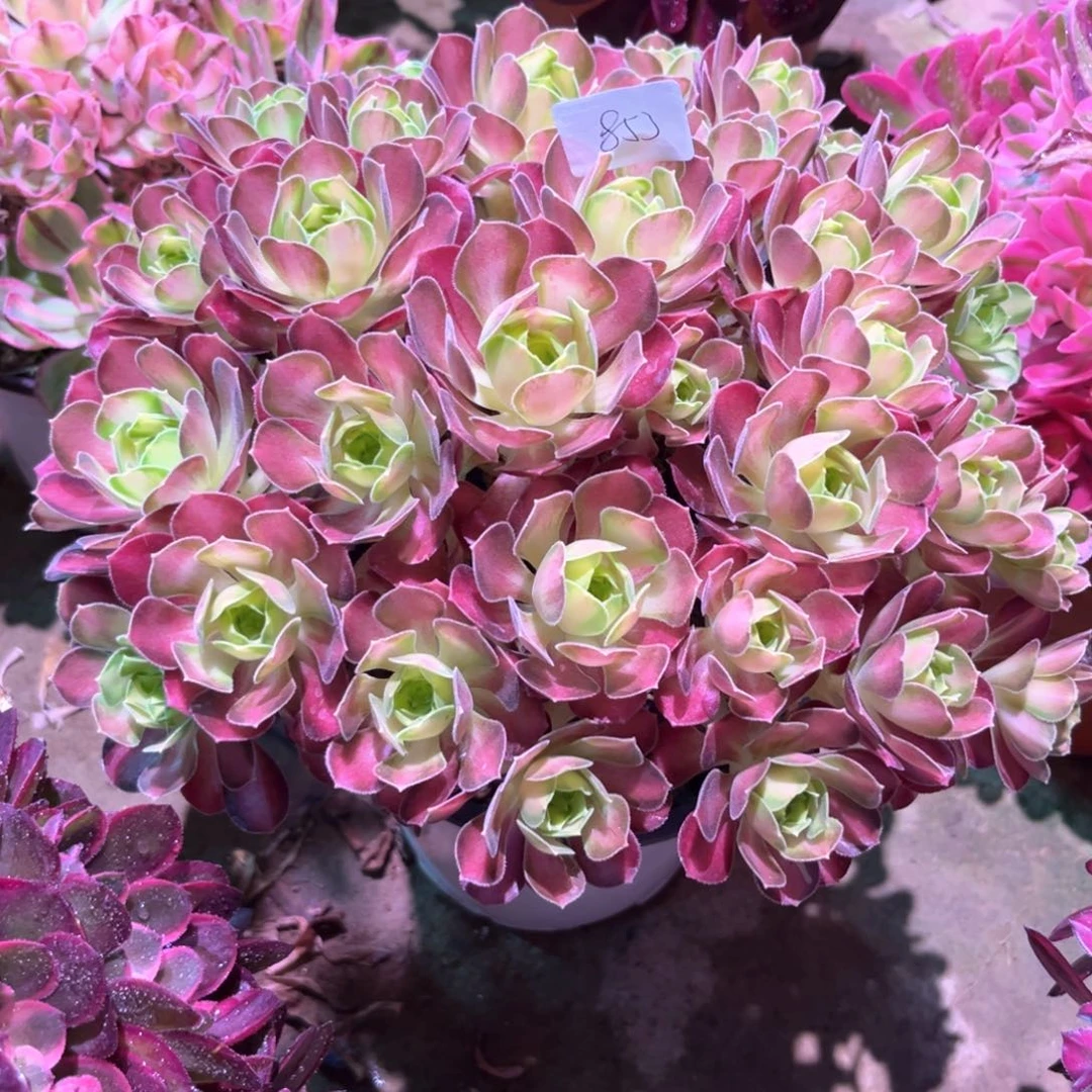 多肉植物韶华853