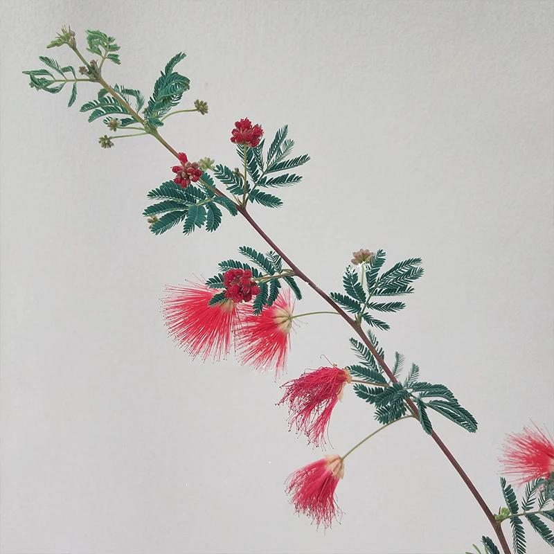 【带花苞花期长花量大】日本高丽姬合欢红花粉绿植盆栽素材花卉室内