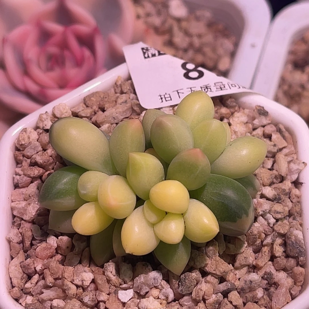 尚品园艺福利锦8749