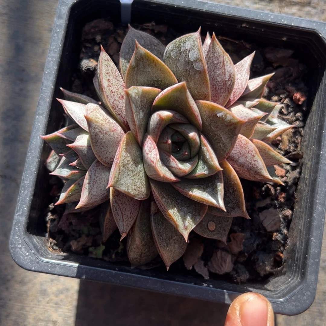 k***y54号大合锦杂多肉植物25